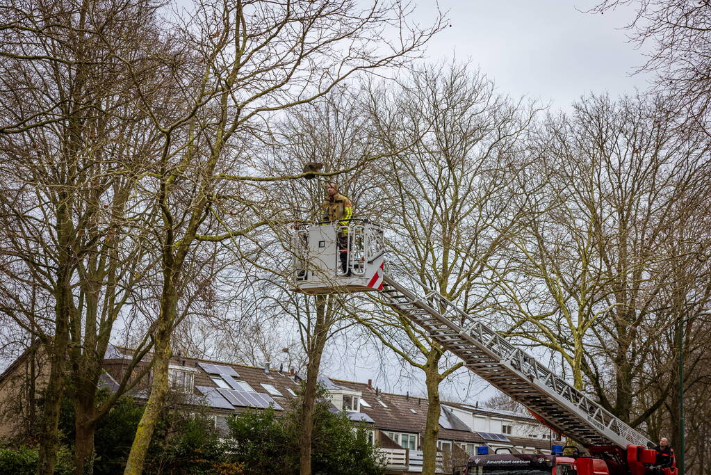 Kat springt uit hoge boom bij reddingsactie