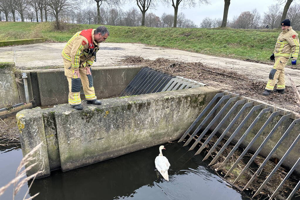 Brandweer bevrijdt vastzittende zwaan