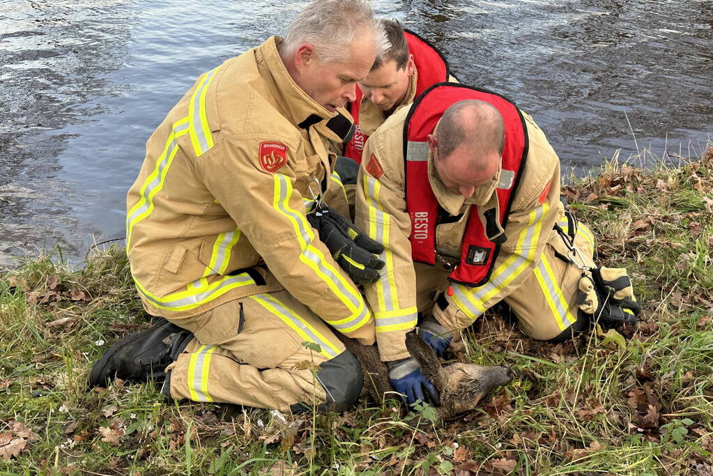 Brandweer redt hert uit vaart