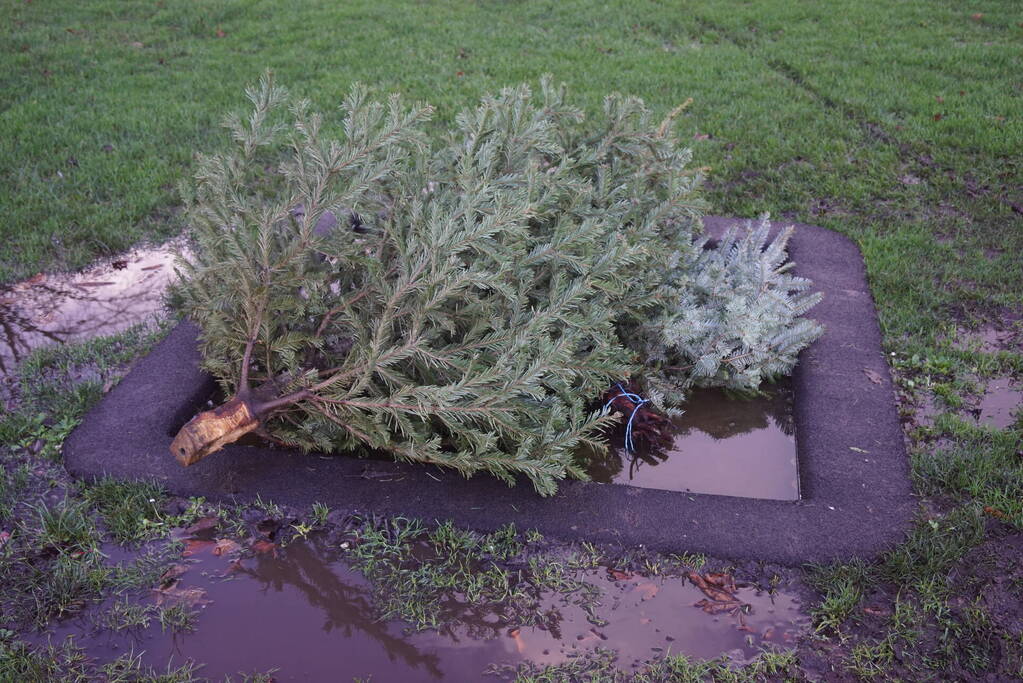 Kinderen verdienen geld met het inzamelen van kerstbomen