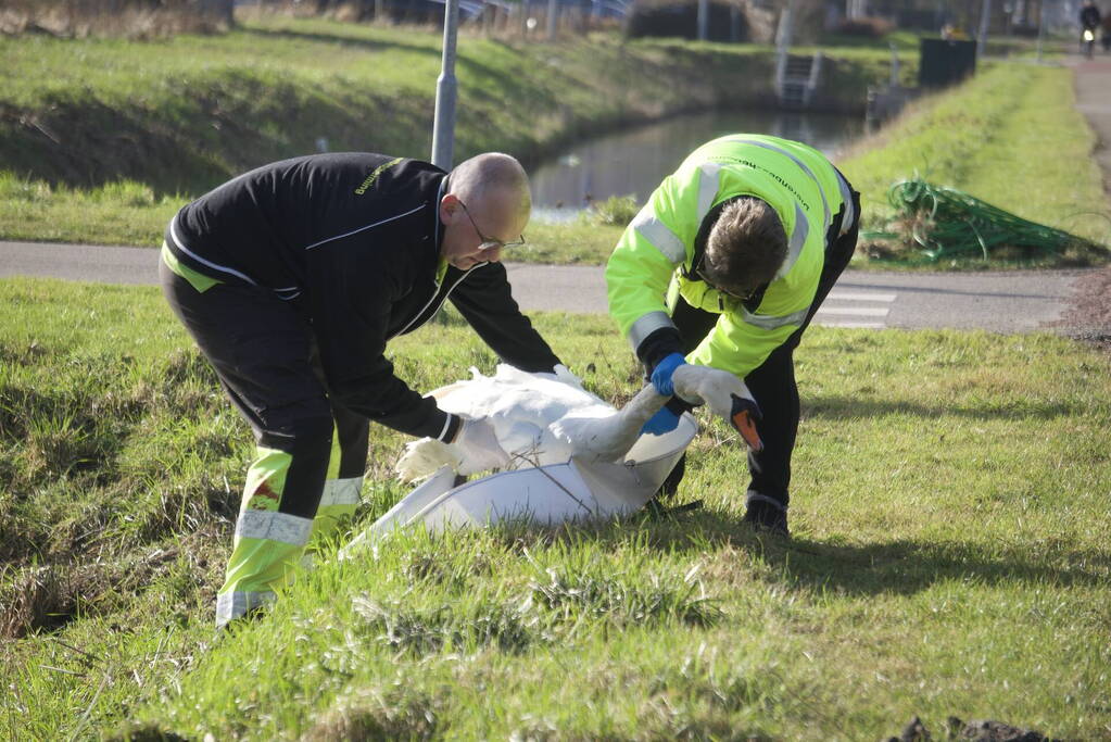 Brandweer haalt gewonde zwaan uit het water