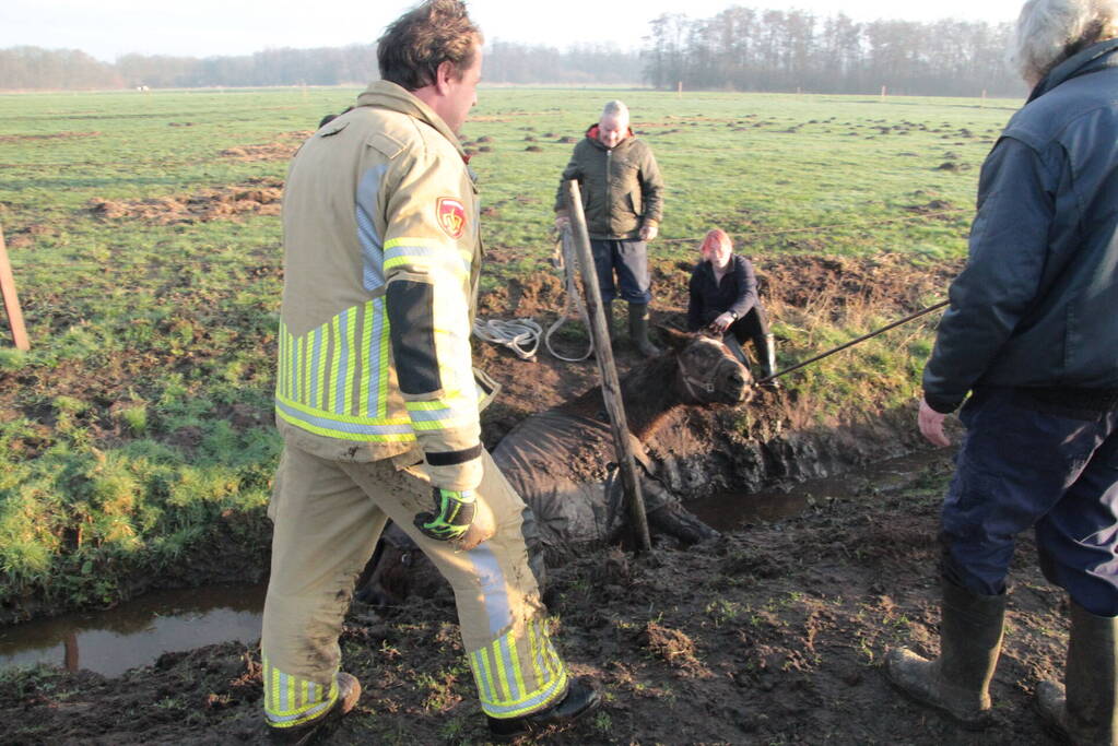 Brandweer ingezet voor een paard in de sloot