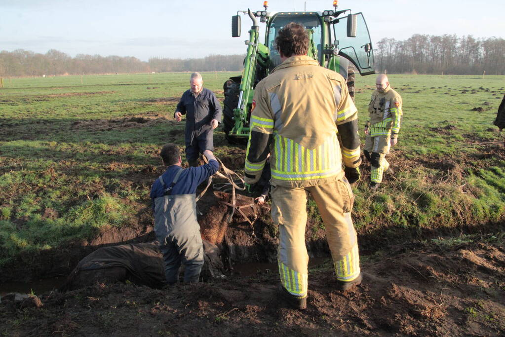 Brandweer ingezet voor een paard in de sloot