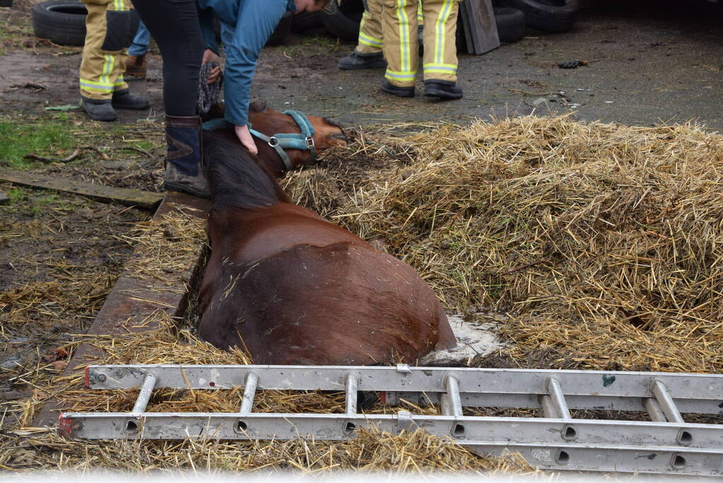 Brandweer ingezet voor paard in put