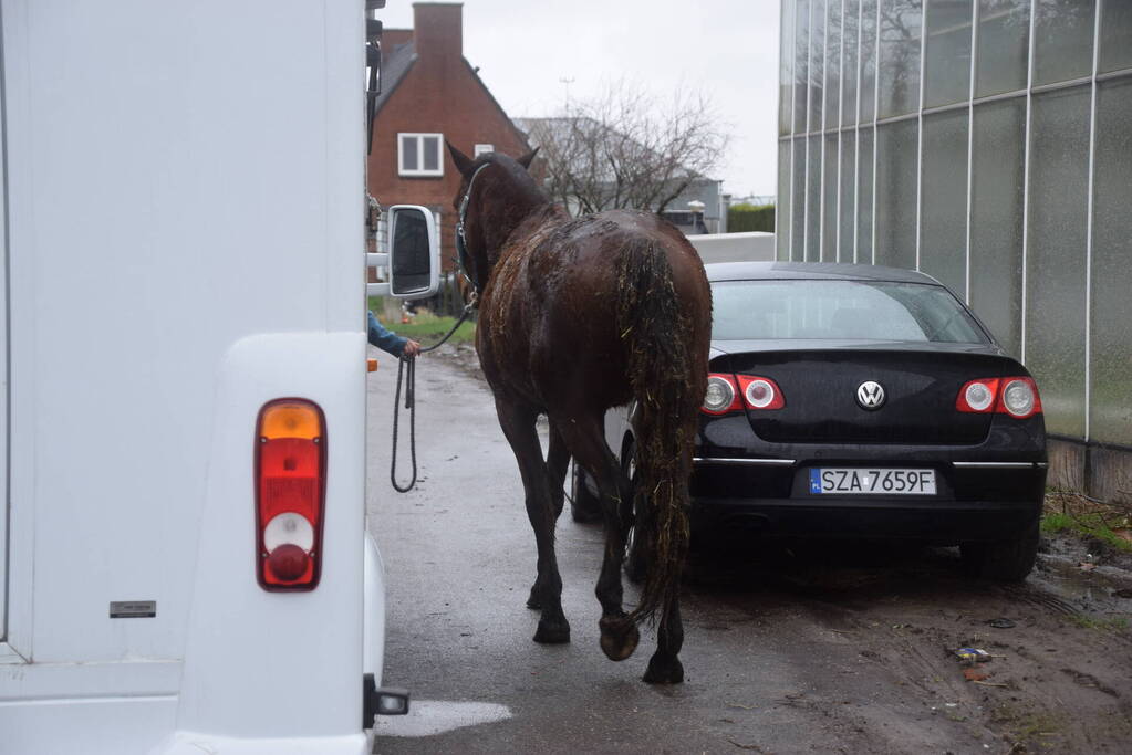 Brandweer ingezet voor paard in put