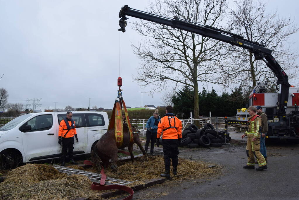 Brandweer ingezet voor paard in put