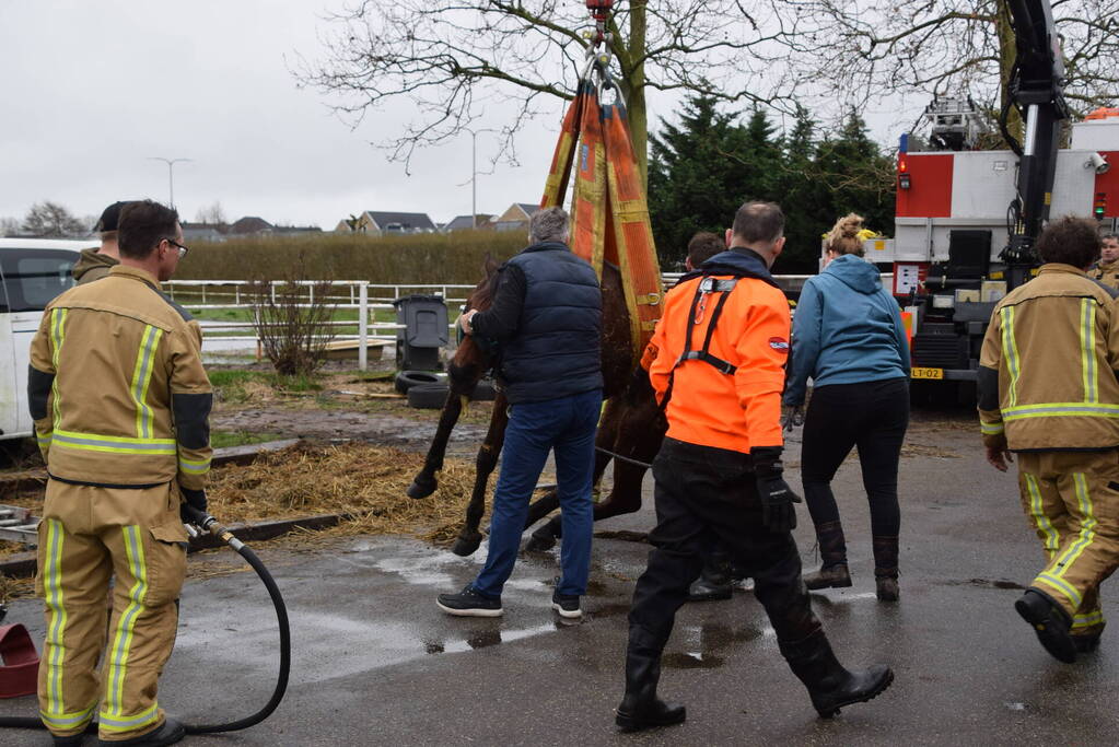 Brandweer ingezet voor paard in put