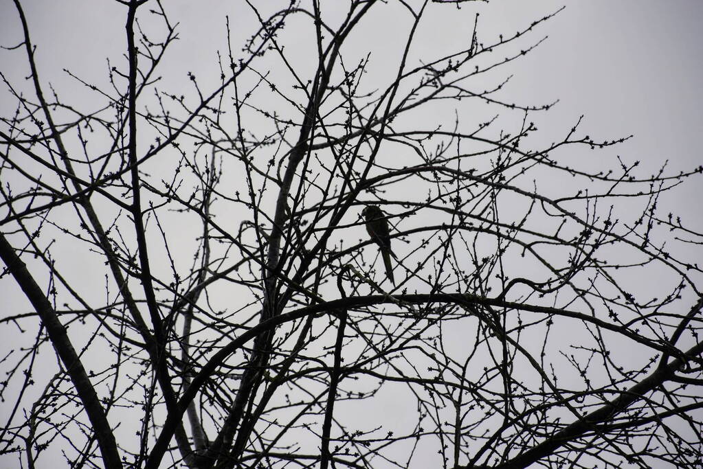 Papegaai Diva gaat ervandoor wanneer brandweer in actie komt