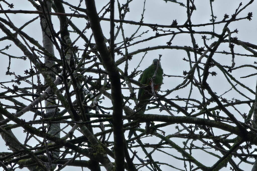 Papegaai Diva gaat ervandoor wanneer brandweer in actie komt
