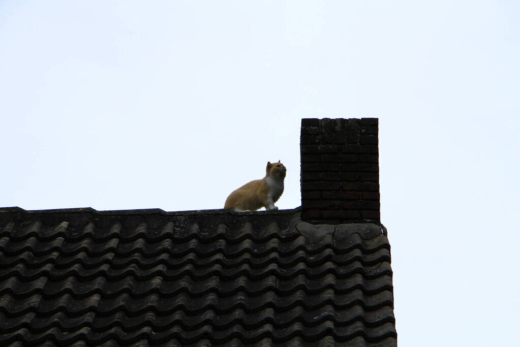 Brandweer haal kat na twee dagen van dak
