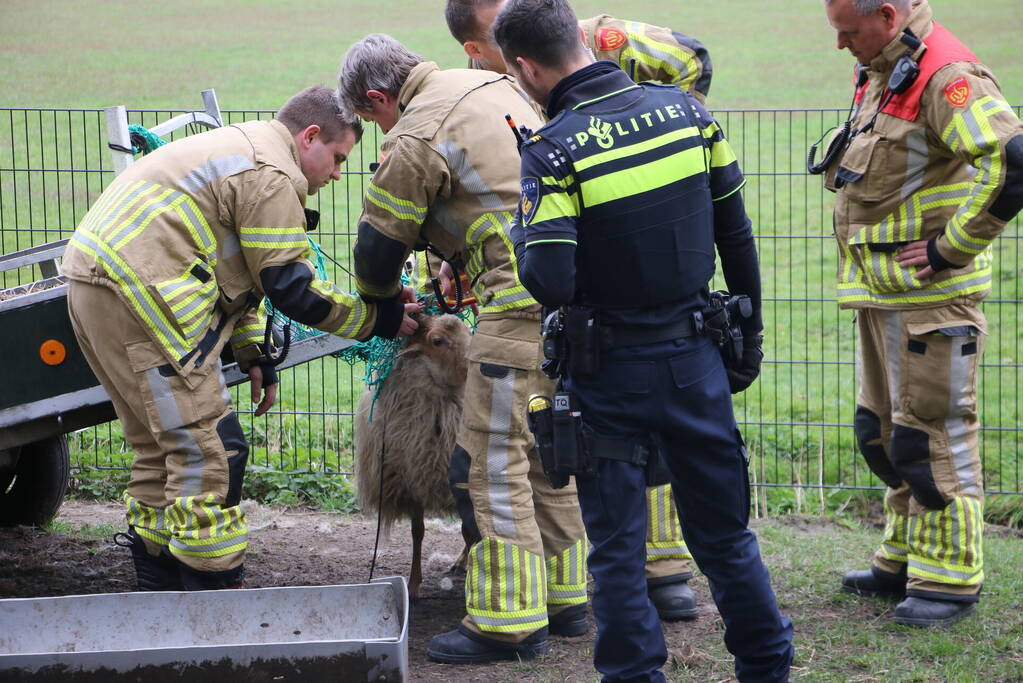 Brandweer bevrijdt schaap uit benarde positie
