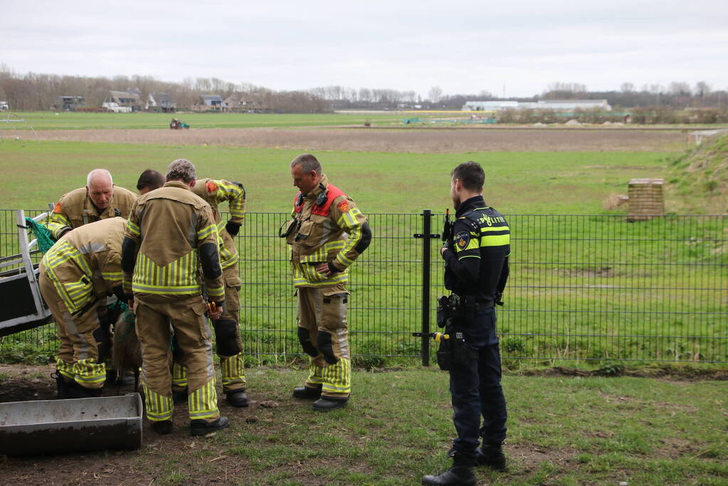 Brandweer bevrijdt schaap uit benarde positie