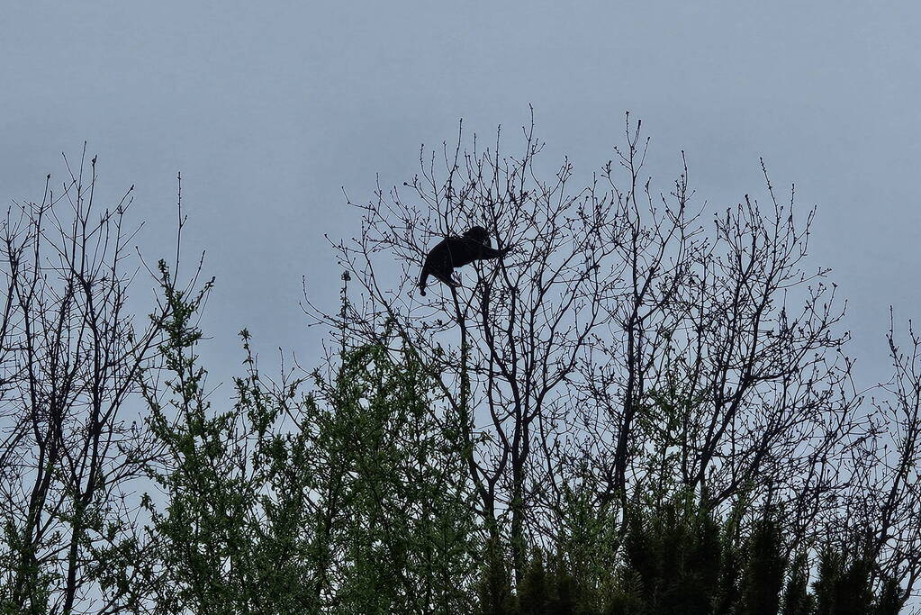 Brandweer schudt kat uit boom