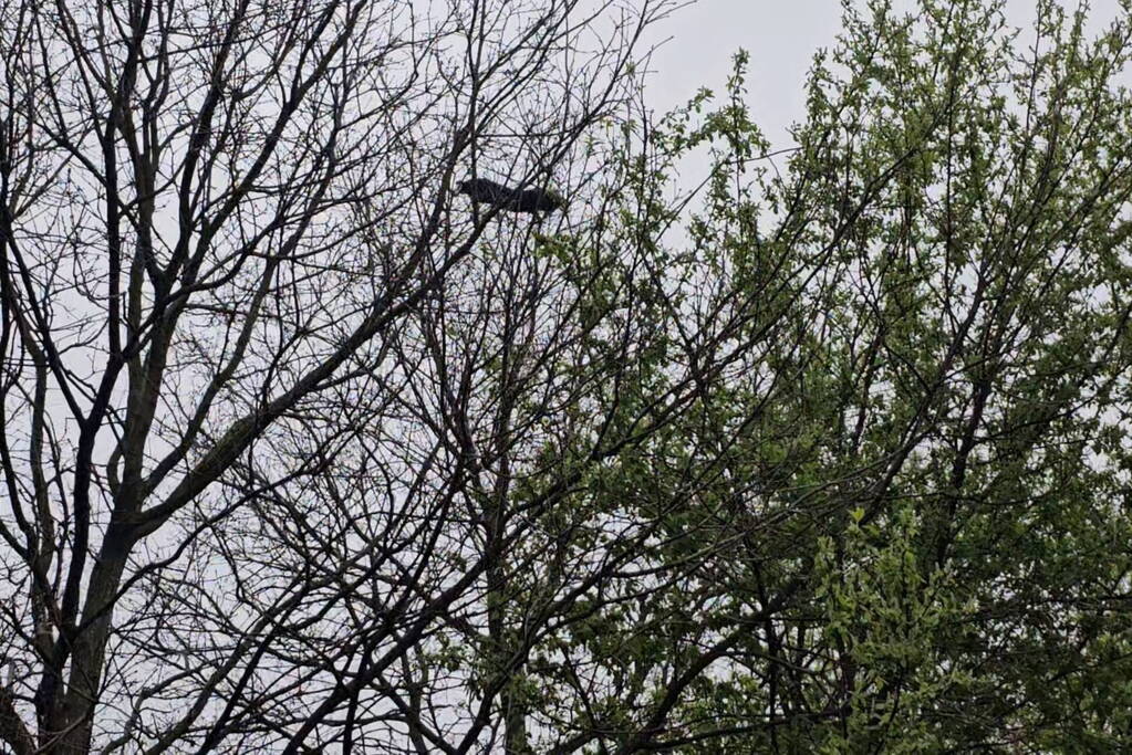 Brandweer schudt kat uit boom