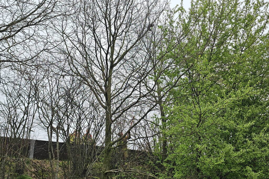 Brandweer schudt kat uit boom