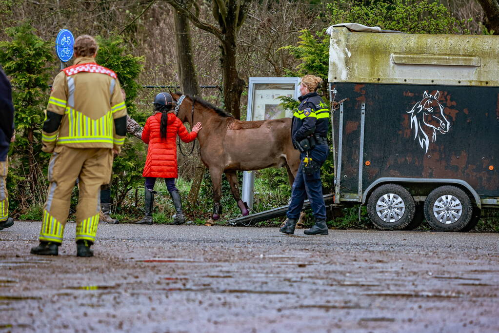 Gestresst paard wil trailer niet in