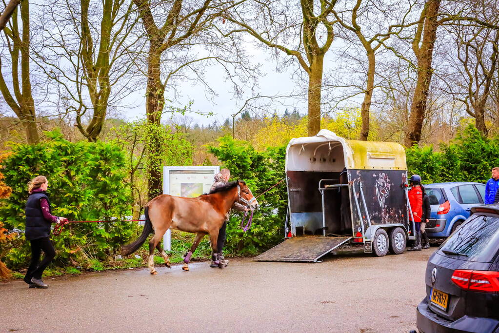 Gestresst paard wil trailer niet in