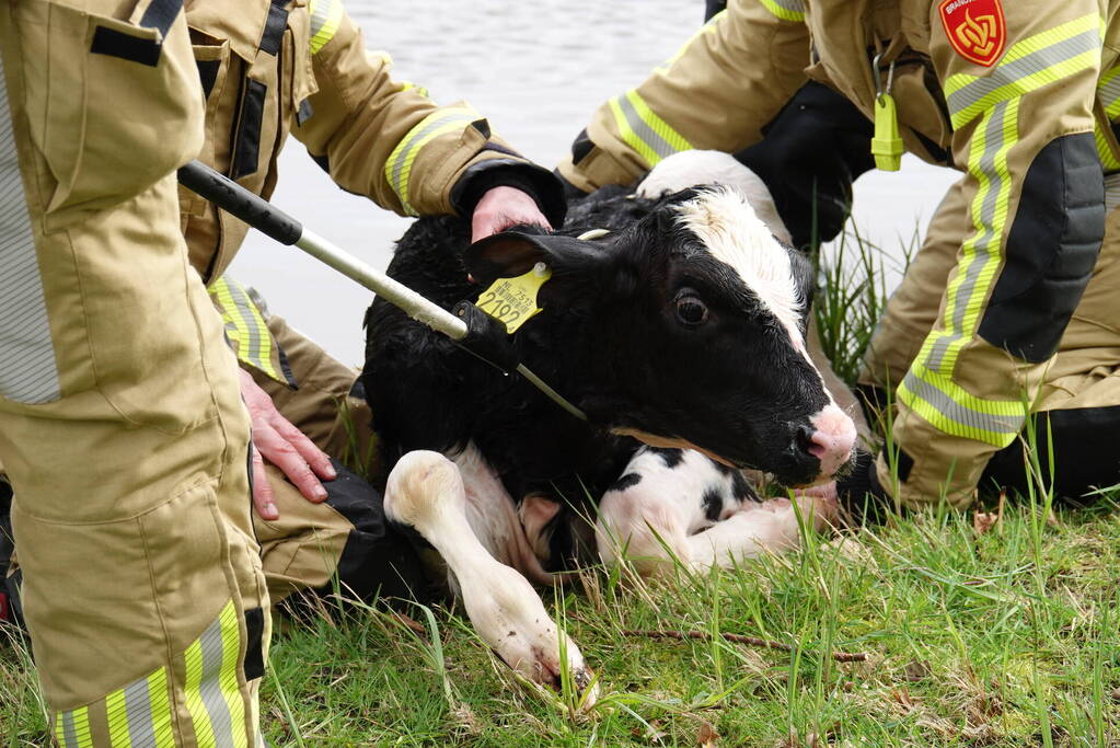 Brandweer 'vist' Pink uit water