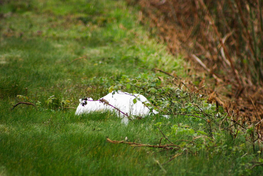 Dode zwaan zorgt voor hinder van treinverkeer