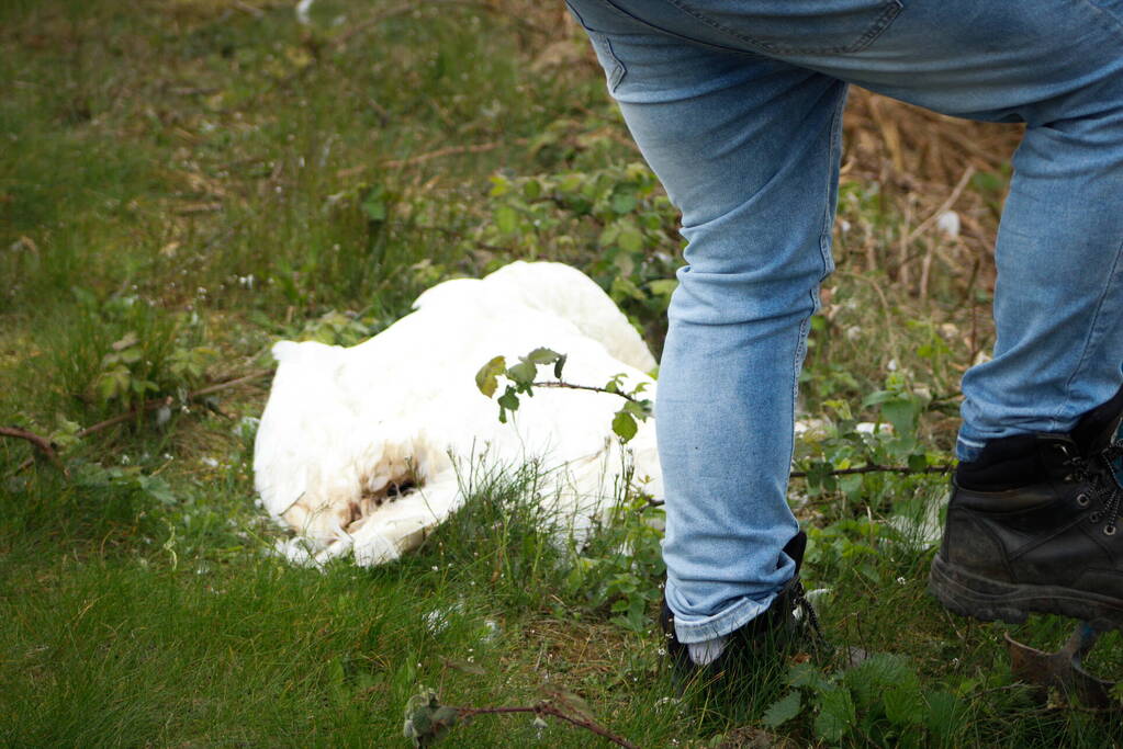 Dode zwaan zorgt voor hinder van treinverkeer