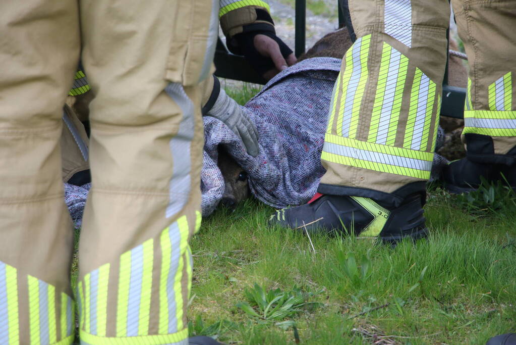Brandweer bevrijdt vastzittend hert