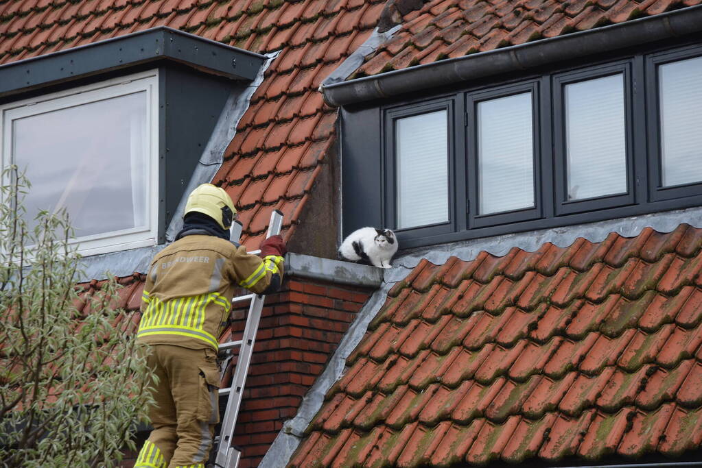 Brandweer redt kat Jessy van dak