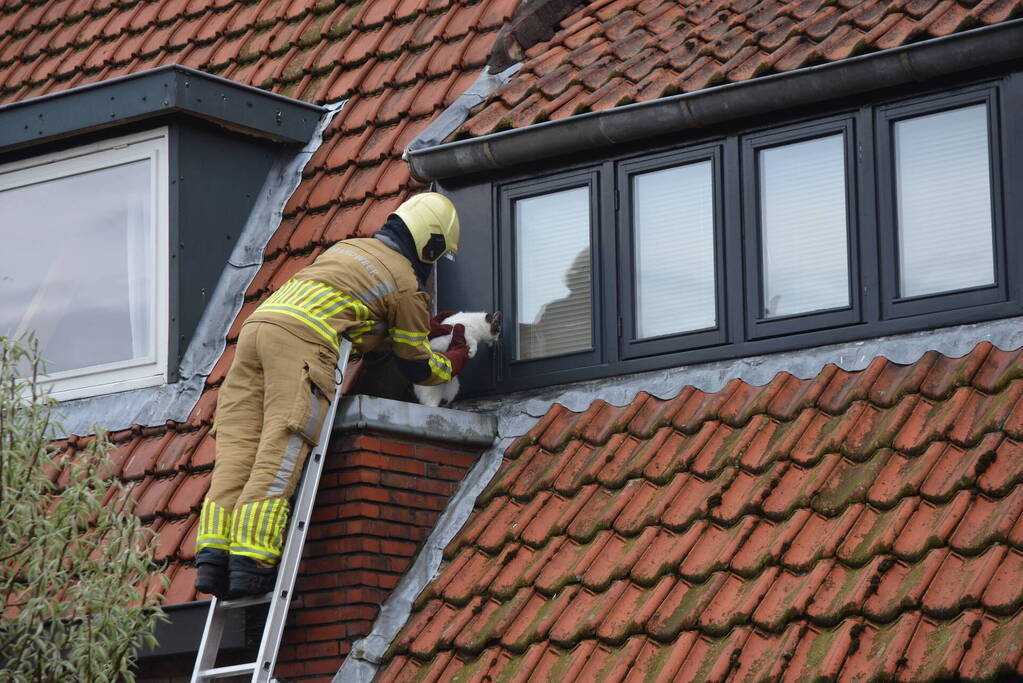 Brandweer redt kat Jessy van dak