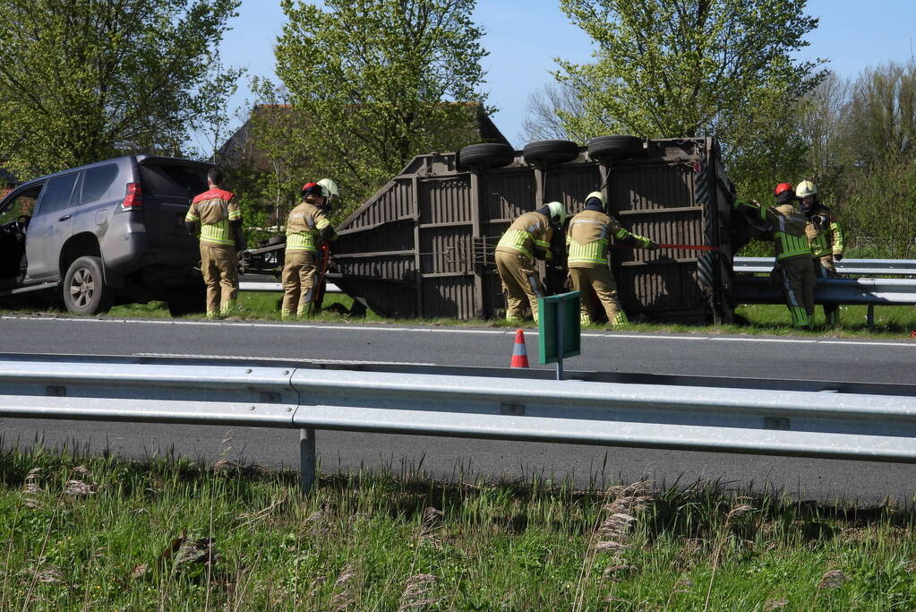 Koeien vast in gekantelde veewagen