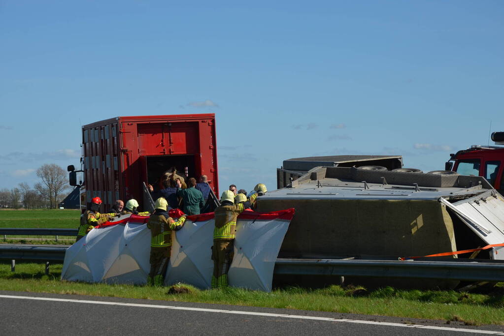 Koeien vast in gekantelde veewagen