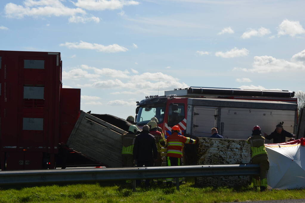 Koeien vast in gekantelde veewagen