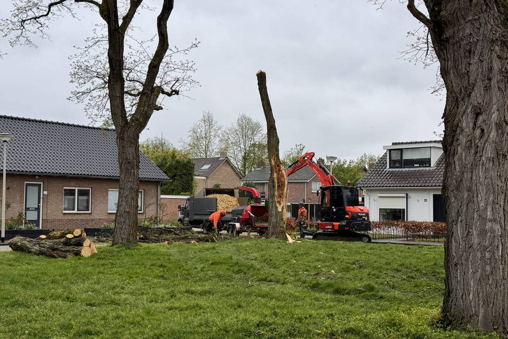 Boom breekt af na rukwinden