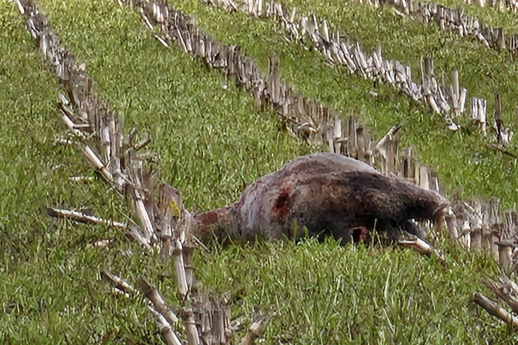 Wolf doodt opnieuw tientallen schapen