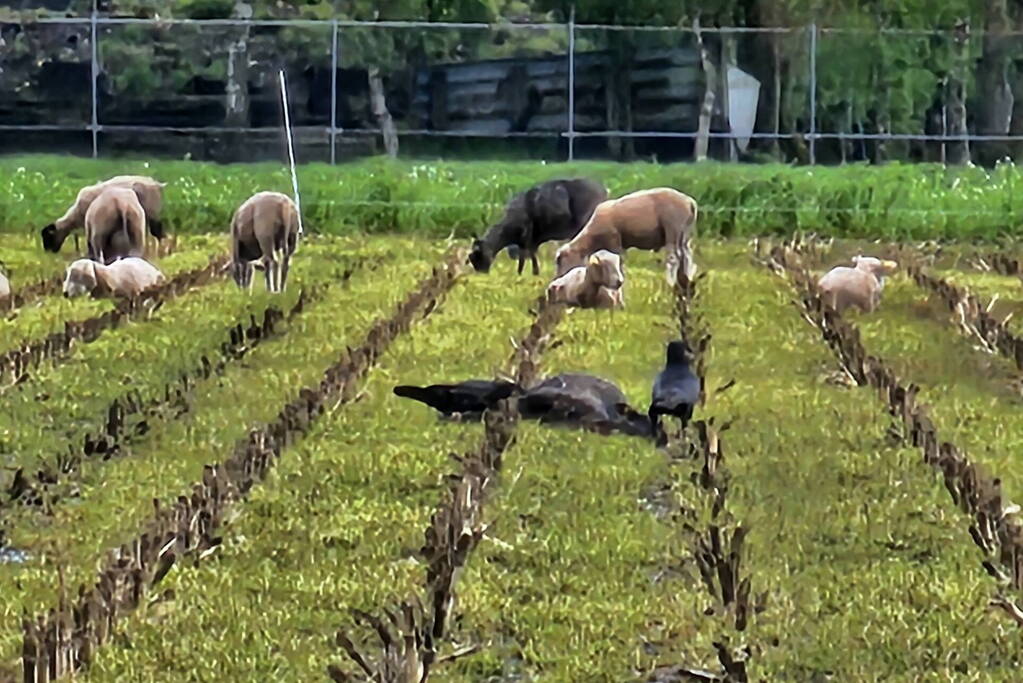 Wolf doodt opnieuw tientallen schapen