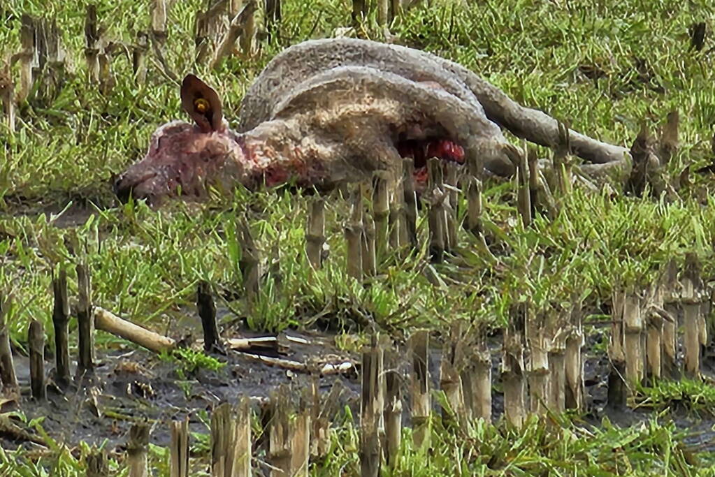 Wolf doodt opnieuw tientallen schapen