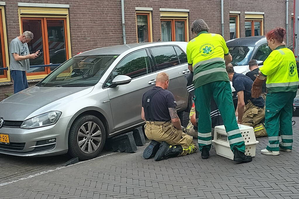 Kat Simba kiest hazenpad en belandt in water