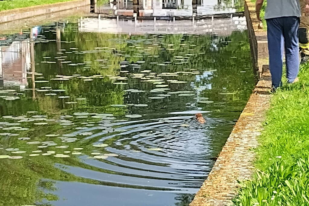 Kat Simba kiest hazenpad en belandt in water