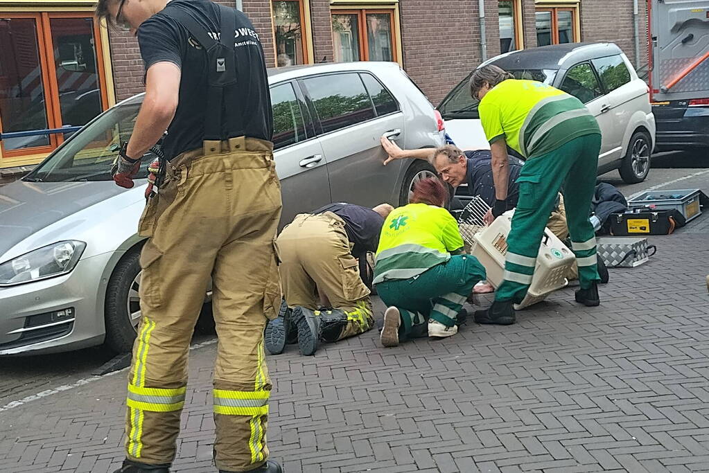 Kat Simba kiest hazenpad en belandt in water