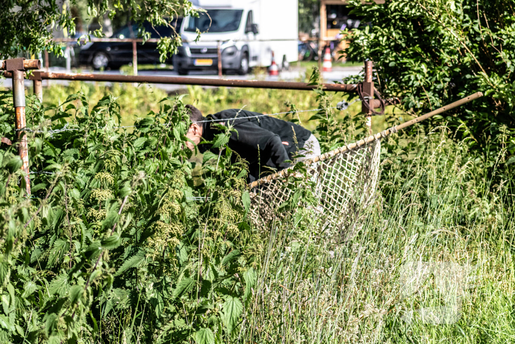 Grote zoektocht naar ontsnapte Serval