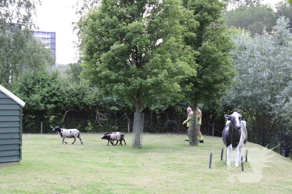 Brandweer aanwezig voor jong schaap in sloot