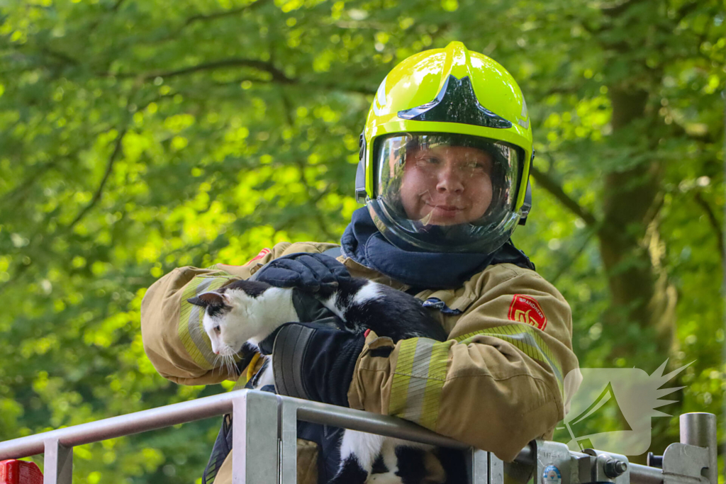 Brandweer redt kat uit een boom