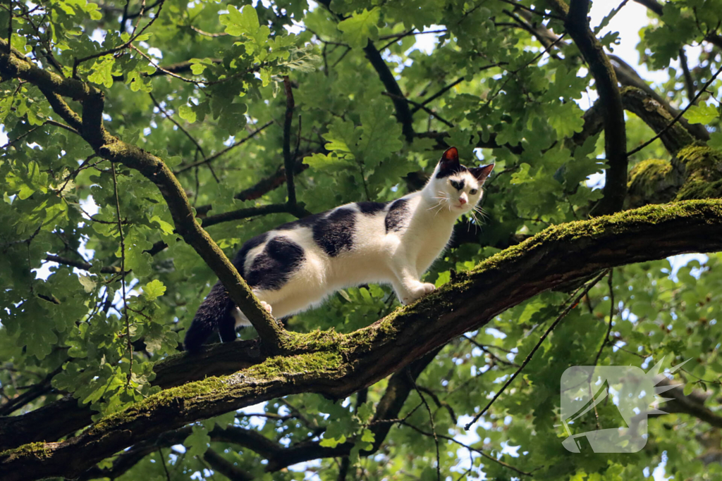 Brandweer redt kat uit een boom