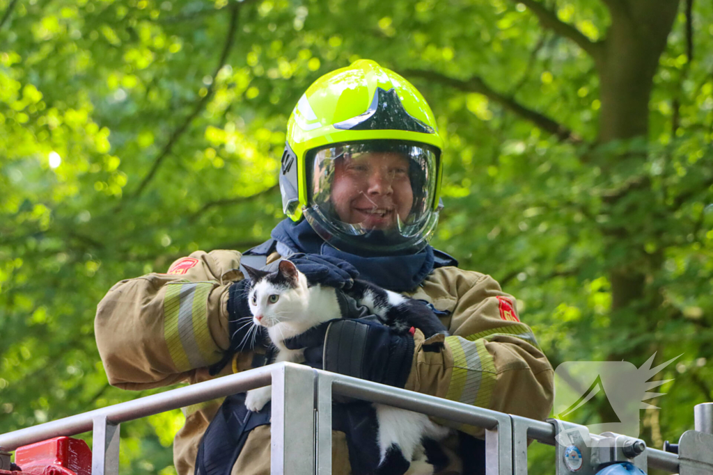 Brandweer redt kat uit een boom