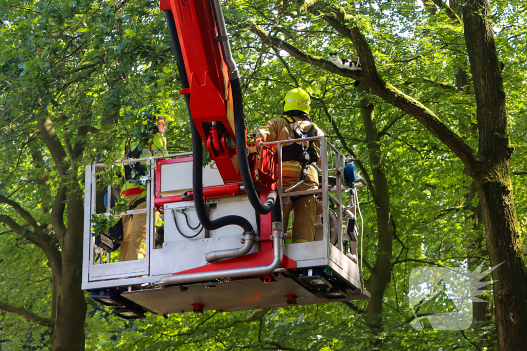 Brandweer redt kat uit een boom