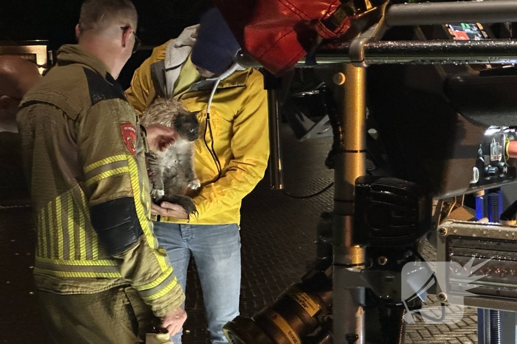 Brandweer haalt kat van dak
