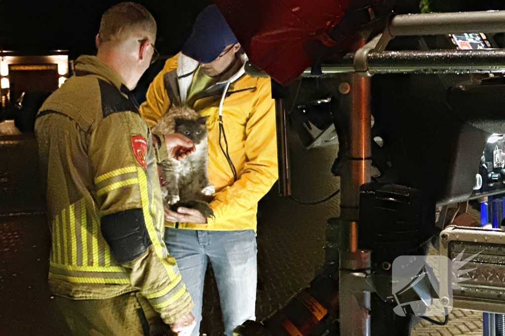 Brandweer haalt kat van dak