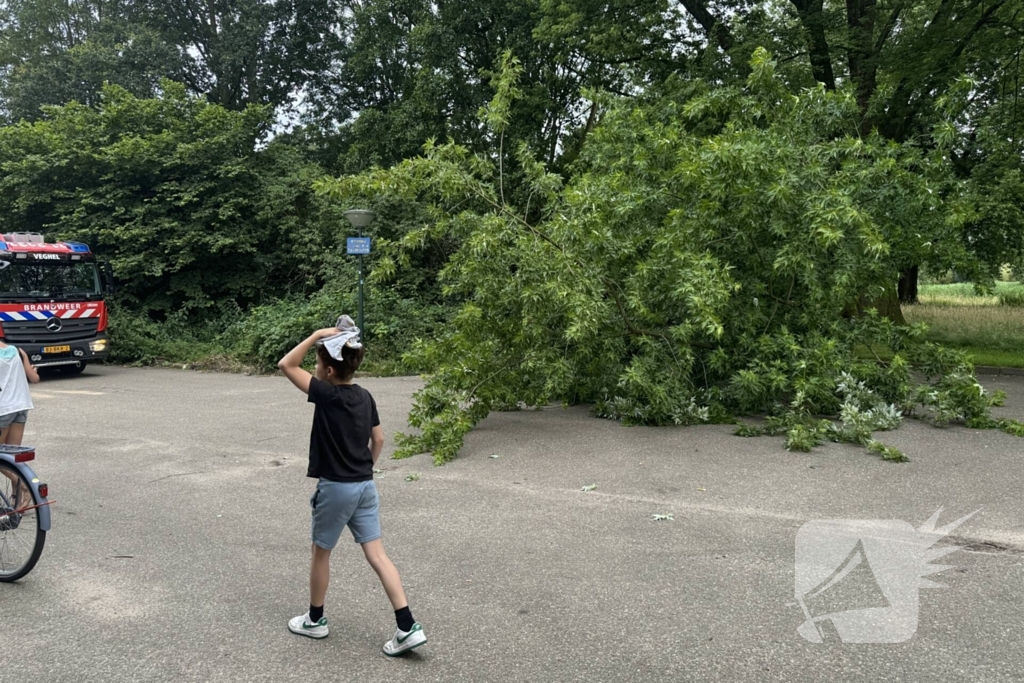 Grote tak breekt van boom en belandt op kind