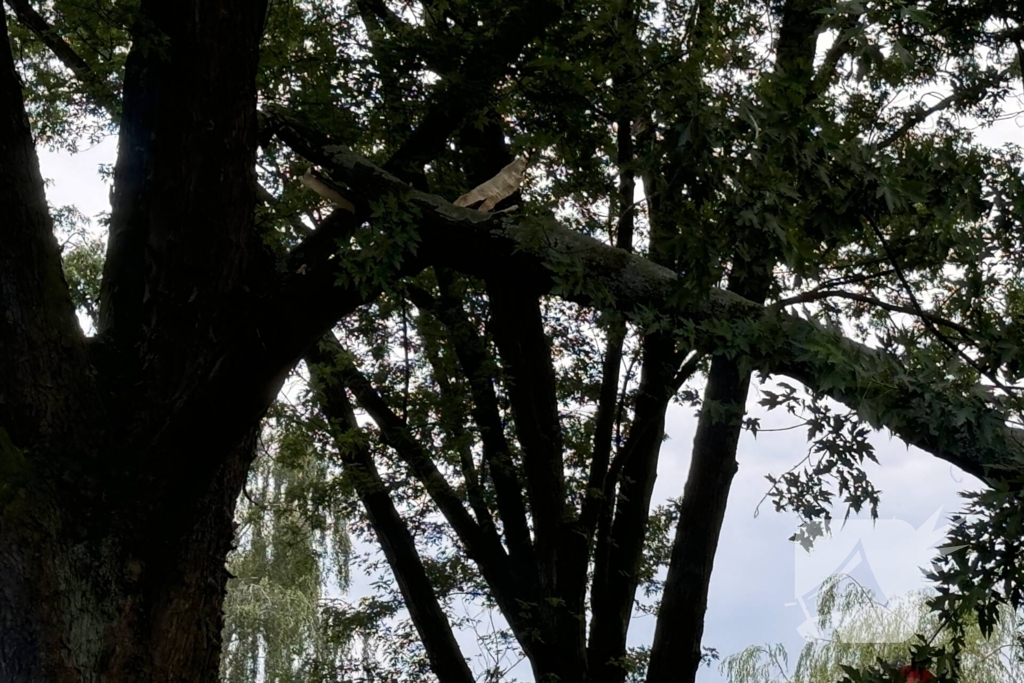 Grote tak breekt van boom en belandt op kind