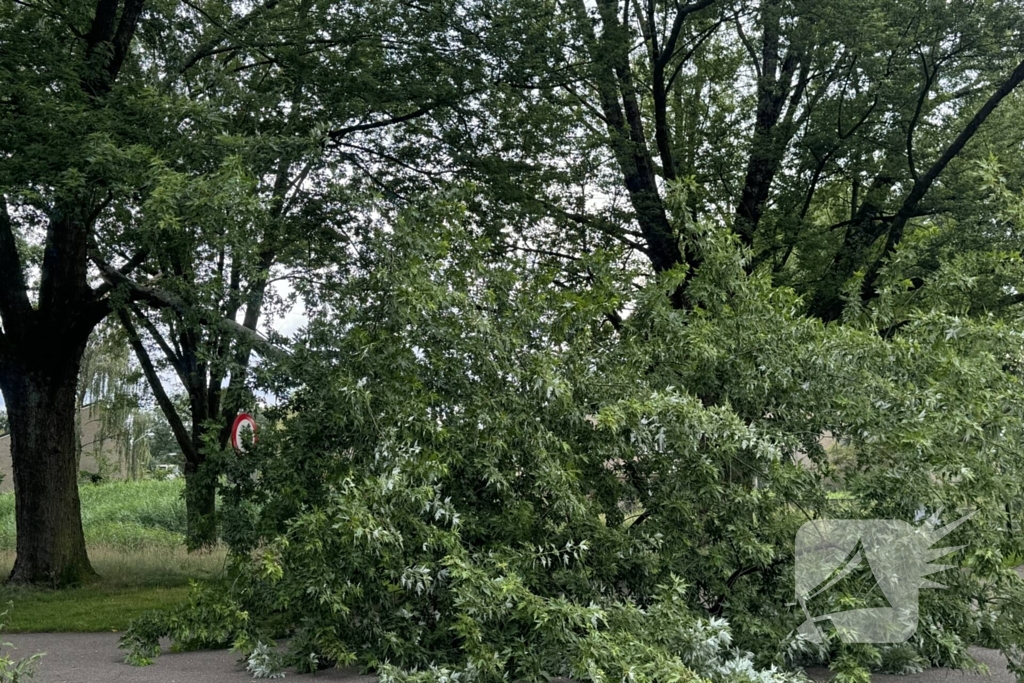 Grote tak breekt van boom en belandt op kind