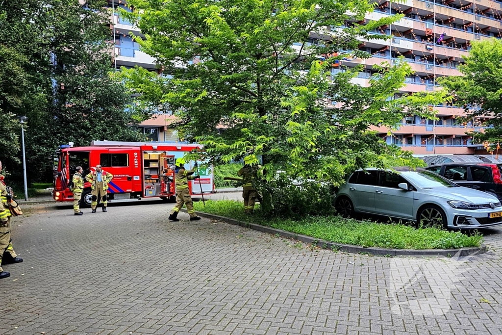 Grote tak valt uit boom op auto