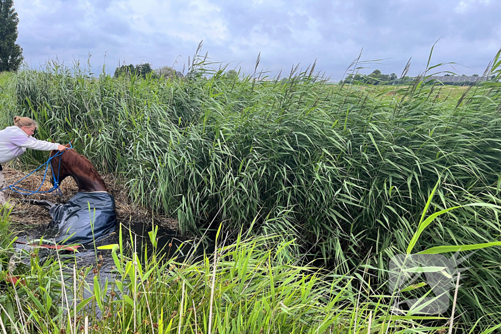 Brandweer ingezet voor paard te water